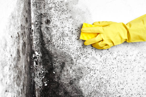 Best Certified Mold Removal  in Shoreline, WA