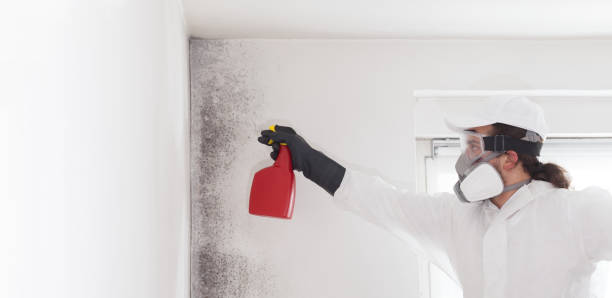 Best Mold Inspection  in Shoreline, WA