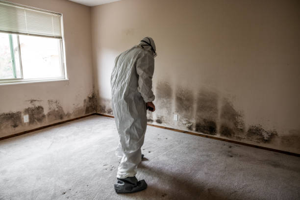 Professional Mold Removal in Shoreline, WA