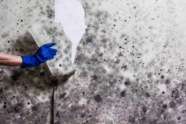 Best Toxic Mold Removal  in Shoreline, WA