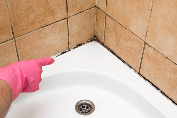 Best Mold Removal Company Near Me  in Shoreline, WA